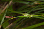 Longstalk sedge